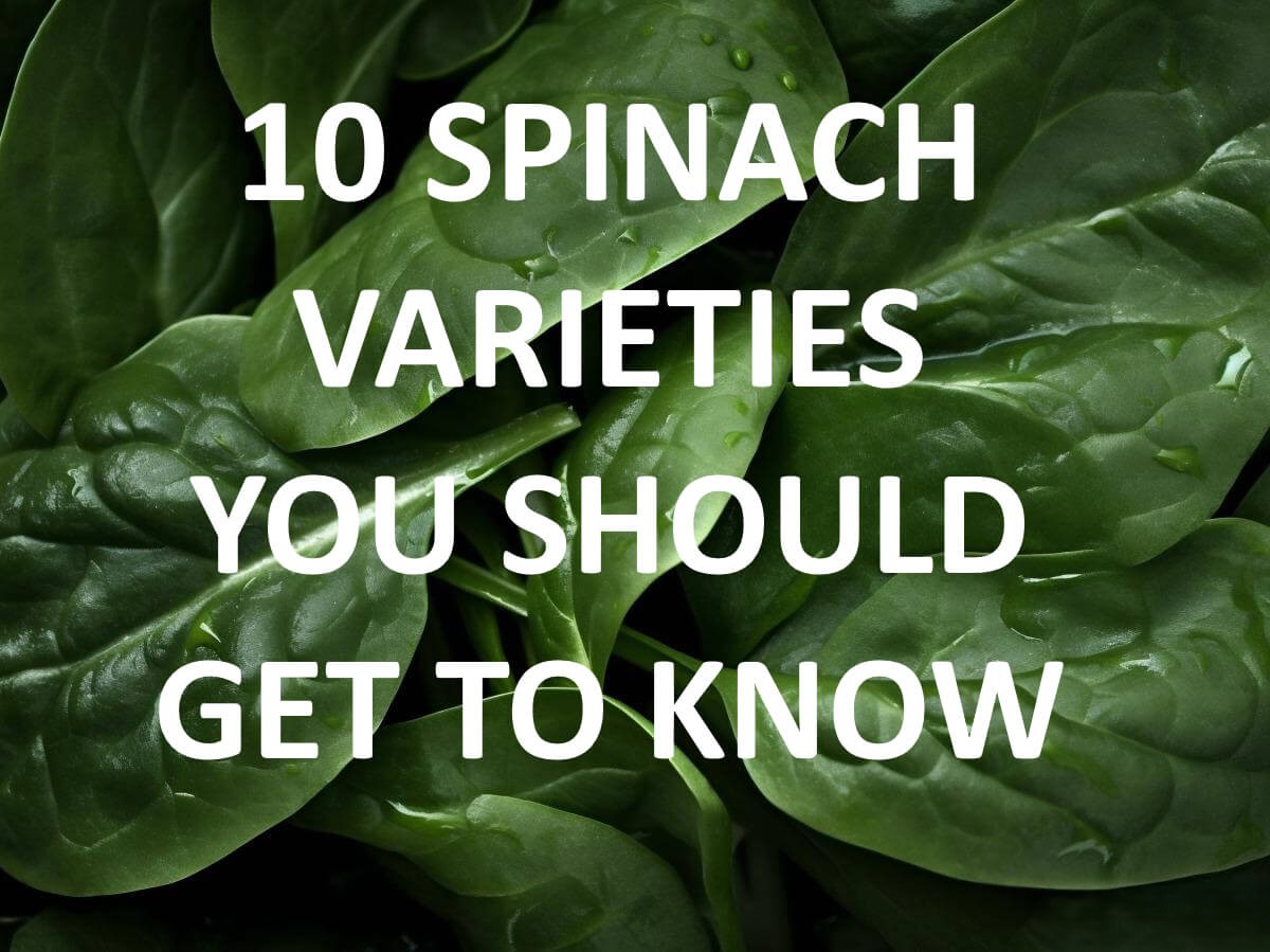 10 Varieties of Spinach and Some Spinach Recipes Too