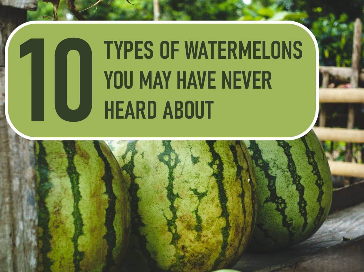 Watermelons You May Have Never Heard of and Some Summer Watermelon Recipes