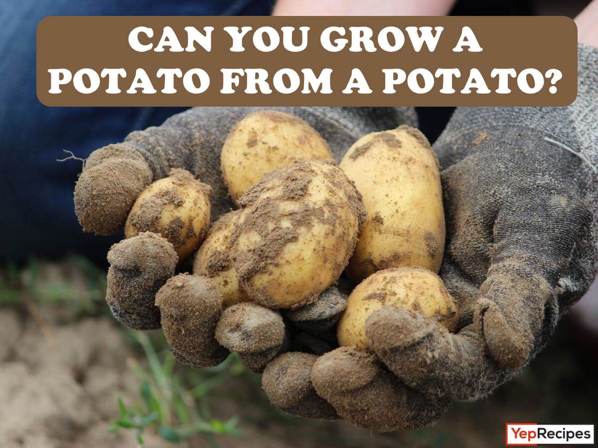 Growing a Potato from a Potato: A Step by Step Guide