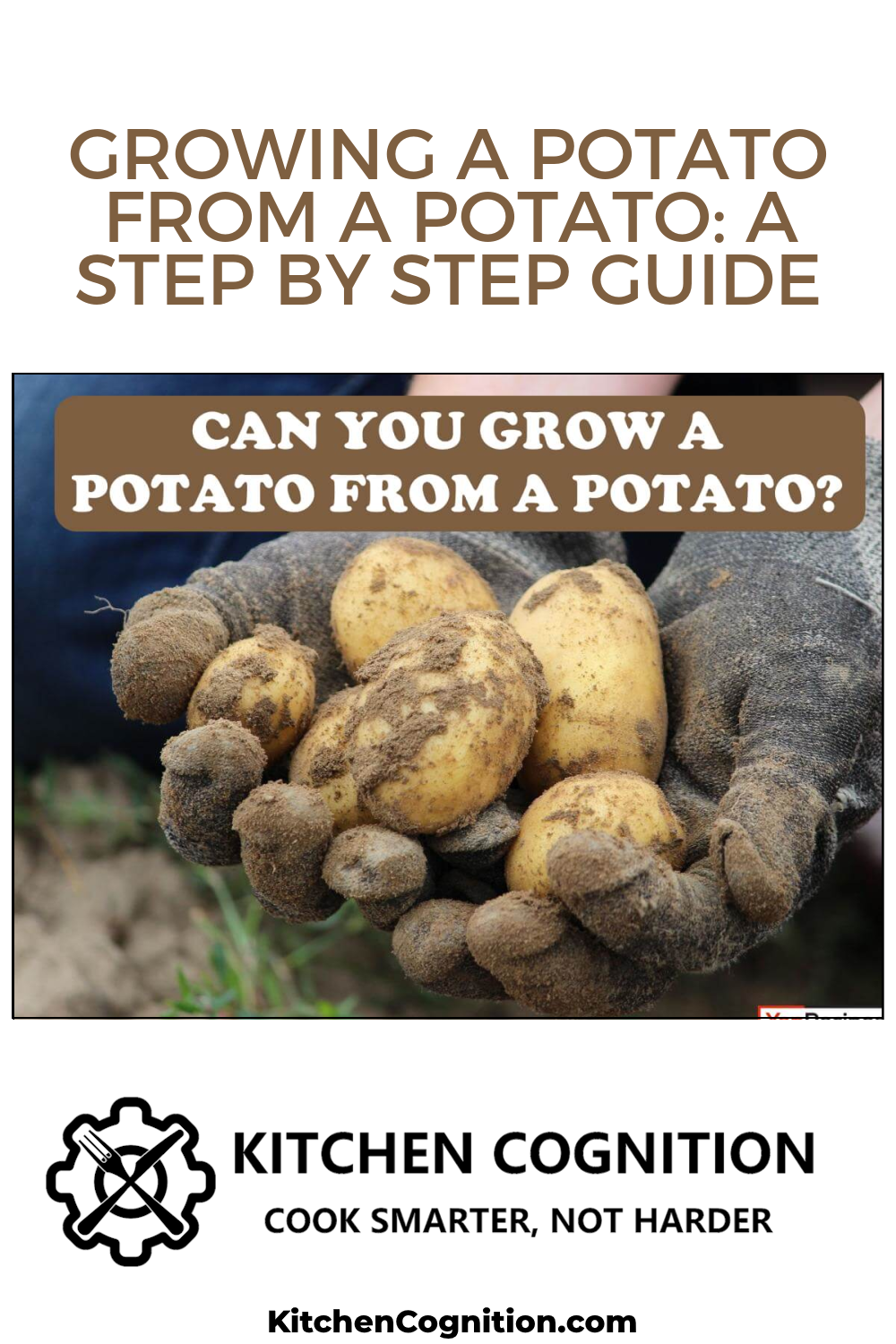 growing-a-potato-from-a-potato-a-step-by-step-guide