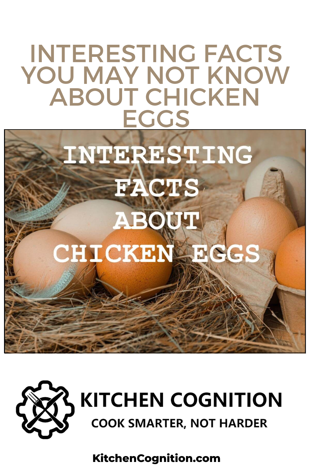 interesting-facts-you-may-not-know-about-chicken-eggs
